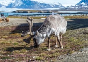 Spitsbergen-ny-alesund-natuur-rendier